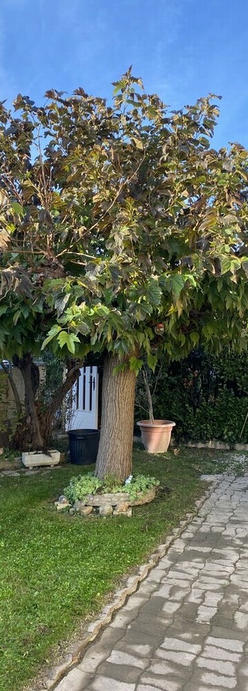 Demandez moi des conseils sur la création de jardin