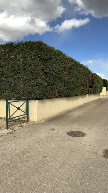 Taille d’une haie de cyprès sur Sorgues