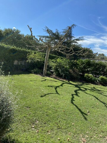 Entretien de platane à Morières-lès-Avignon : notre savoir-faire au service de vos arbres