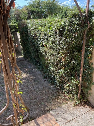 Taille d’une haie de Pyracantha sur Avignon