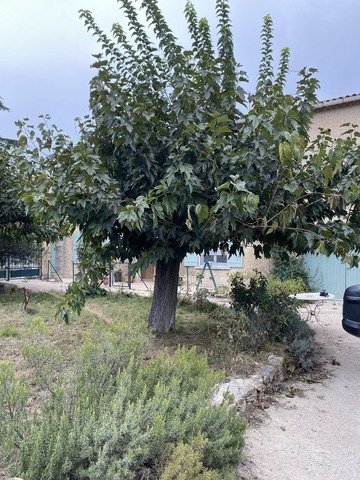 Taille d’un mûrier platane sur Morières-lès-Avignon 