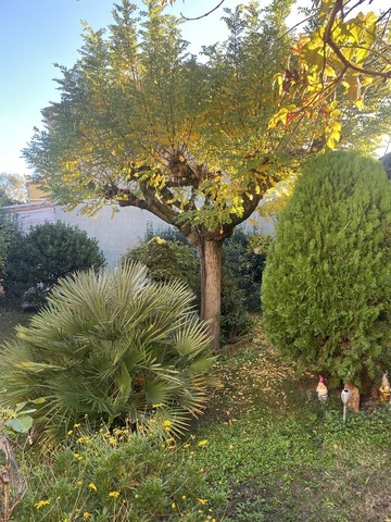 La taille d’un acacia à Avignon