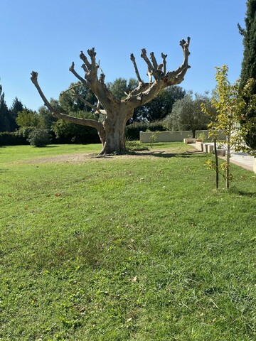 Entretien d'arbres à Monteux : taille d’un platane après 4 ans sans entretien