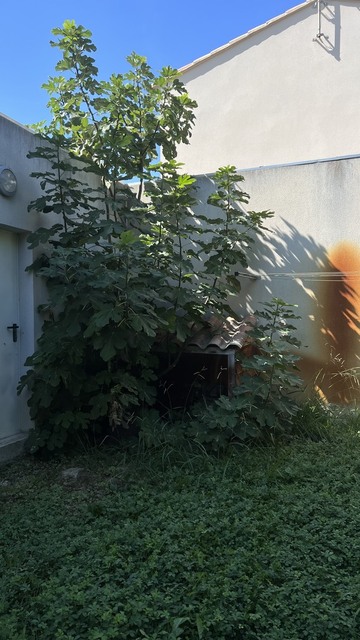 Taille d’un figuier sur la Commune de Saint-Saturnin-lès-Avignon