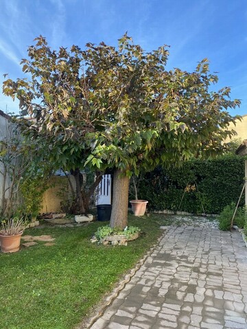 Taille d’un mûrier platane à Avignon : un entretien soigné pour un arbre en pleine santé